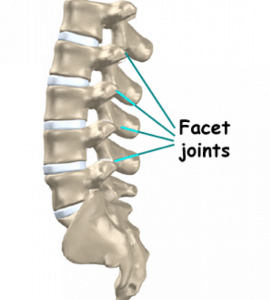 Facet Joints