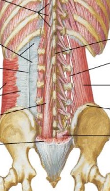 lumbar paraspinals - Burquitlam Physiotherapy